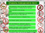 Правила поведения в лесу